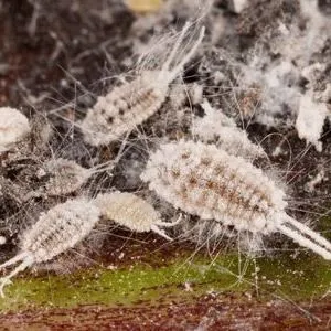 thumbnail for publication: Striped Mealybug Ferrisia virgata Cockerell (Insecta: Hemiptera: Pseudococcidae)
